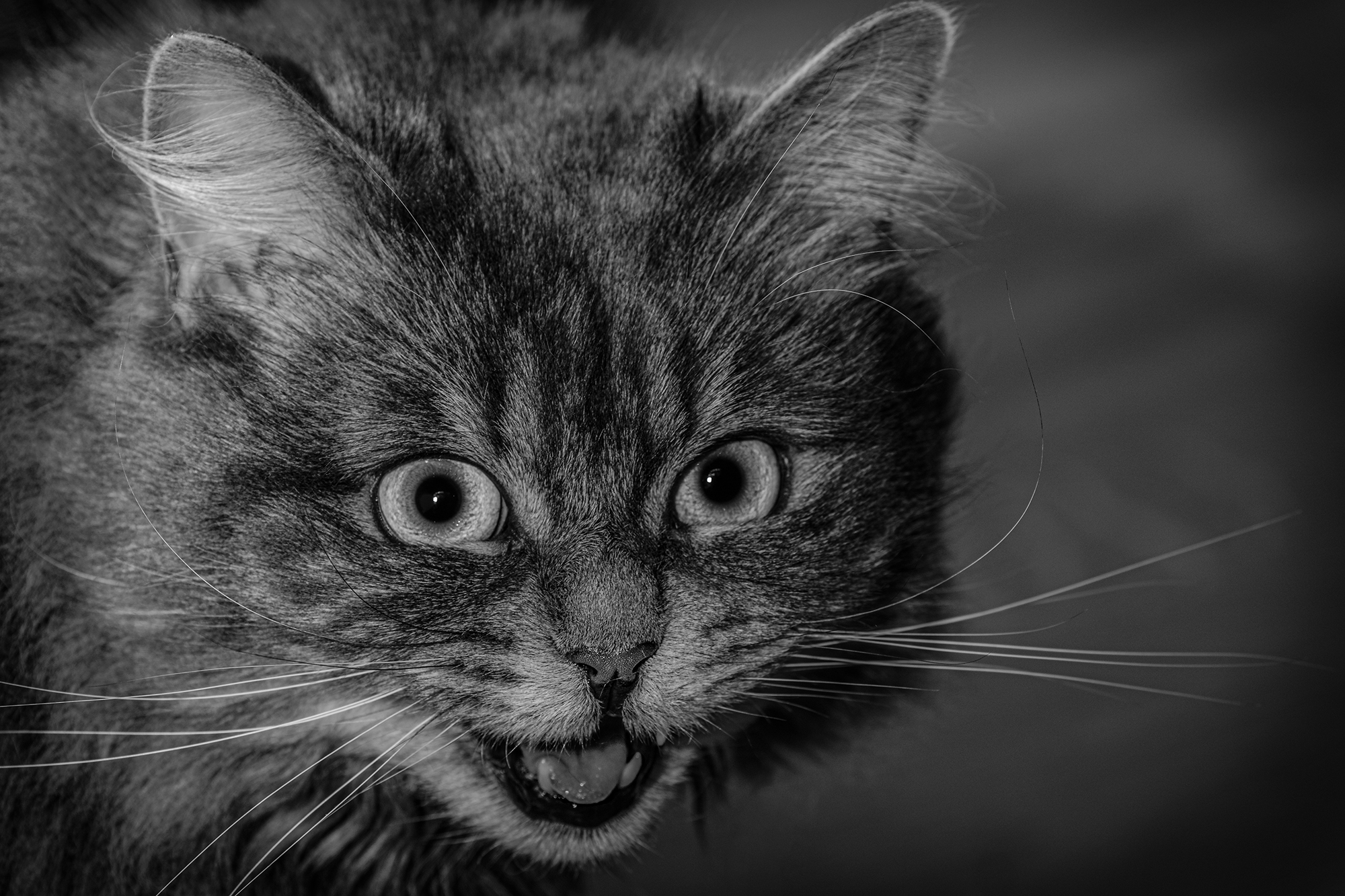 24 P Katze_Josef Pult